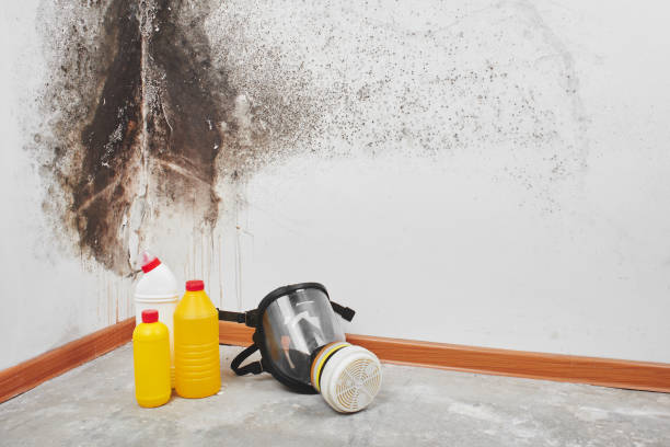 Certified Mold Removal in Hasson Heights, PA