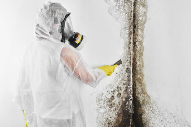 Best Affordable Mold Removal  in Hasson Heights, PA