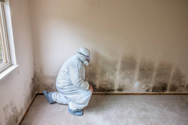 Best Mold Testing  in Hasson Heights, PA